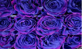 Роза краш. однг блэк пинк мун в Москве