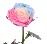 Роза краш. однг фондант пинк ии в Москве