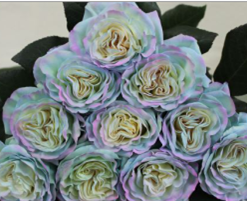 Роза краш. однг натурал блу аура в Новосибирске