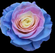 Роза краш. однг хот коттон кенди в Новосибирске