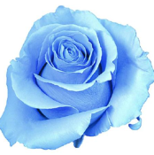 Роза краш. однг пикьеро в Новосибирске