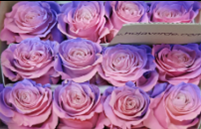 Роза краш. однг натурал хот пинк пепл в Новосибирске