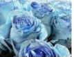 Роза краш. однг лавендер лайт блу в Новосибирске
