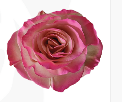 Роза краш. однг мд5 в Новосибирске