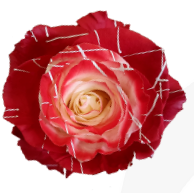 Роза краш. однг руби глоу стар в Новосибирске