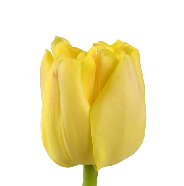 Тюльпан махровый еллоу симбиоз