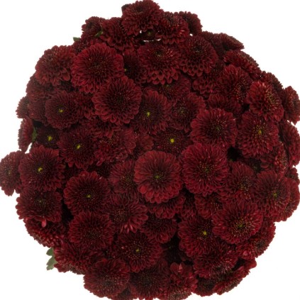 Chrysanthemum santini alonso