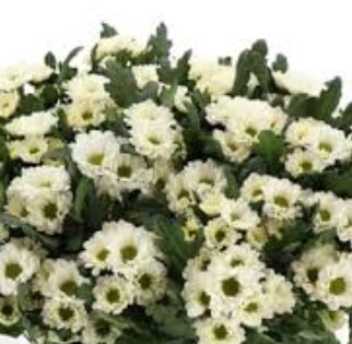 Хризантема сантини фабиани вайт
