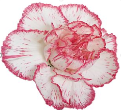 Гвоздика бьюти