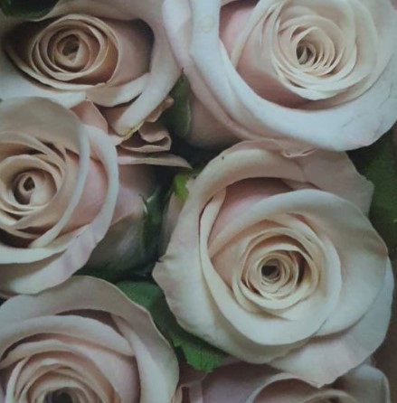 Роза однг сильвер джет в Санкт-Петербурге