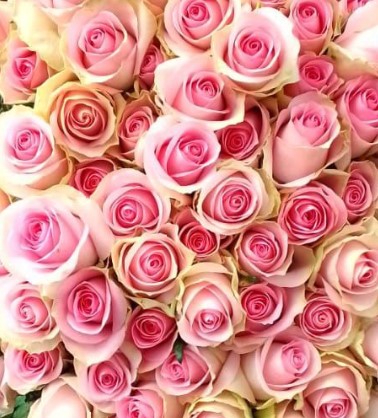 Роза однг сикрет уиспер в Новосибирске