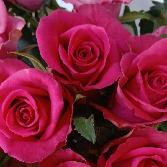 Роза однг фуксия флейм в Санкт-Петербурге