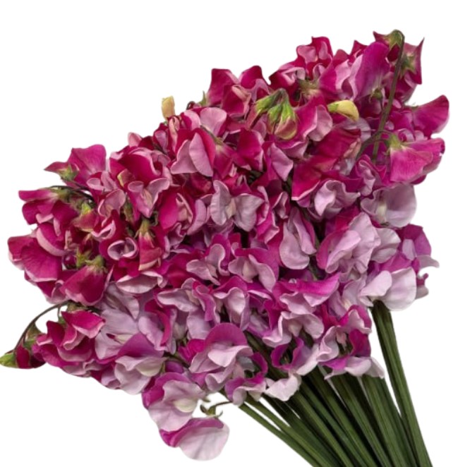 Латирус одоратус товемова в Санкт-Петербурге