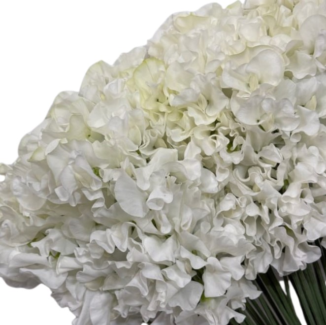 Латирус одоратус юкино хана в Санкт-Петербурге