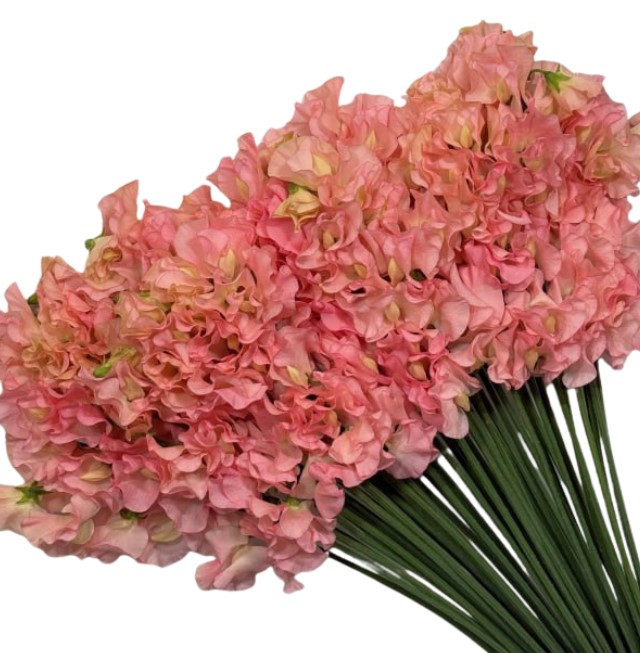 Латирус одоратус элеанор в Санкт-Петербурге