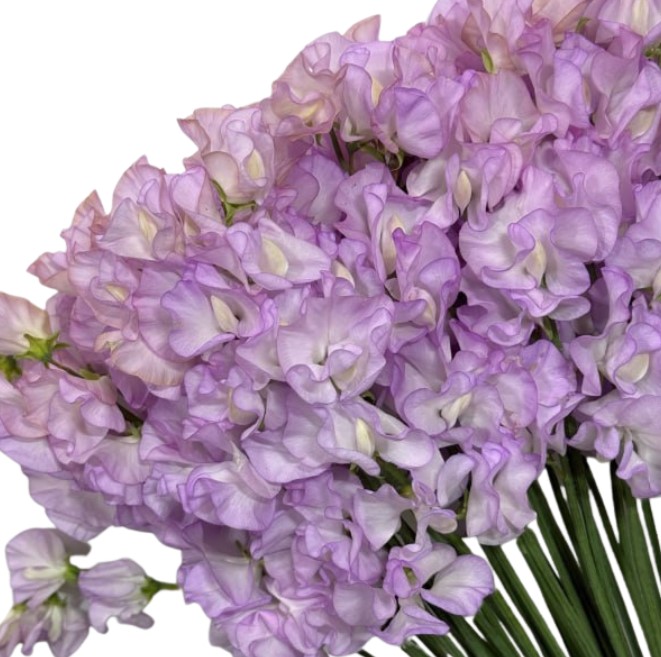 Латирус одоратус пёрпл клауд в Санкт-Петербурге