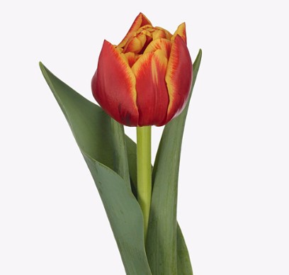 Тюльпан махровый тандерболл