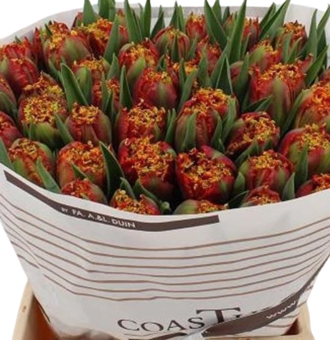 Тюльпан бахромчатый абердин