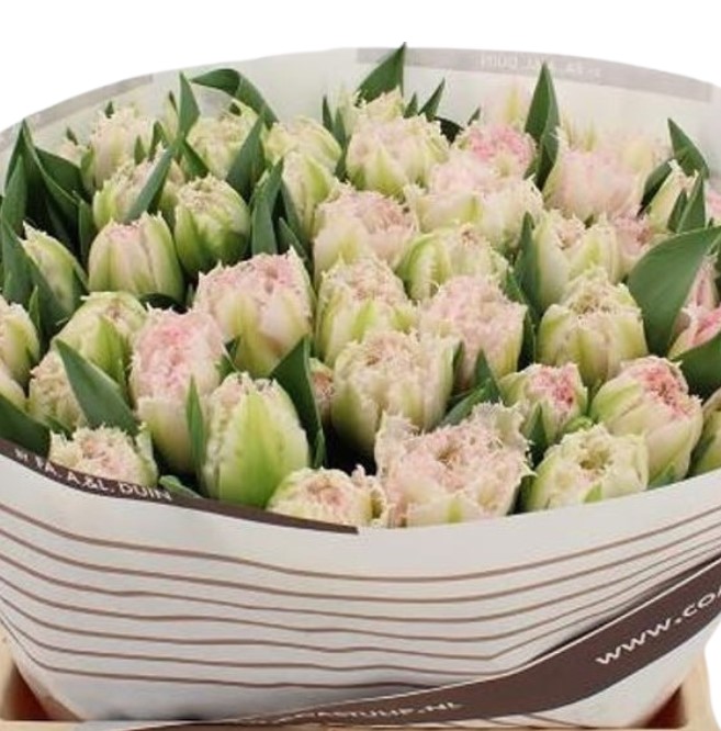 Тюльпан бахромчатый шугар блоссом