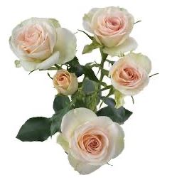 Роза куст белла линда свити