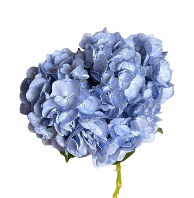 Гидрангия джамбо блу ин в Москве