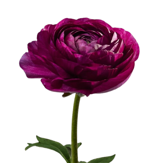 Ranunculus elegance milka