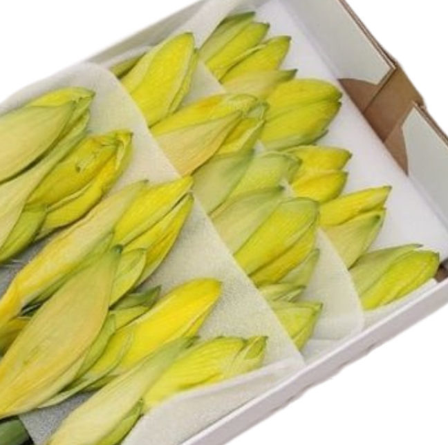 Амариллис краш. желтый