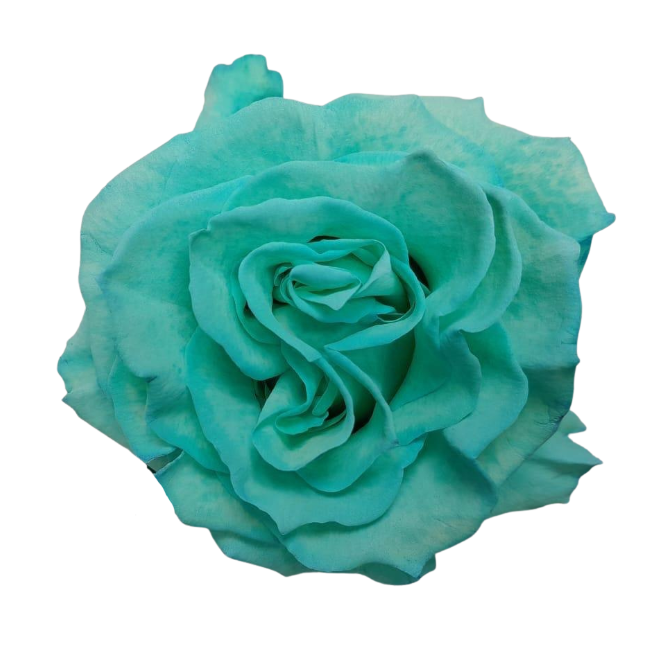 Rose tinted sea foam