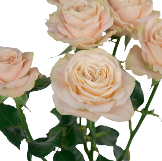 Роза куст дария в Москве