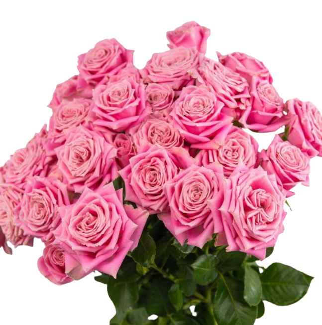 Роза куст талисман в Москве