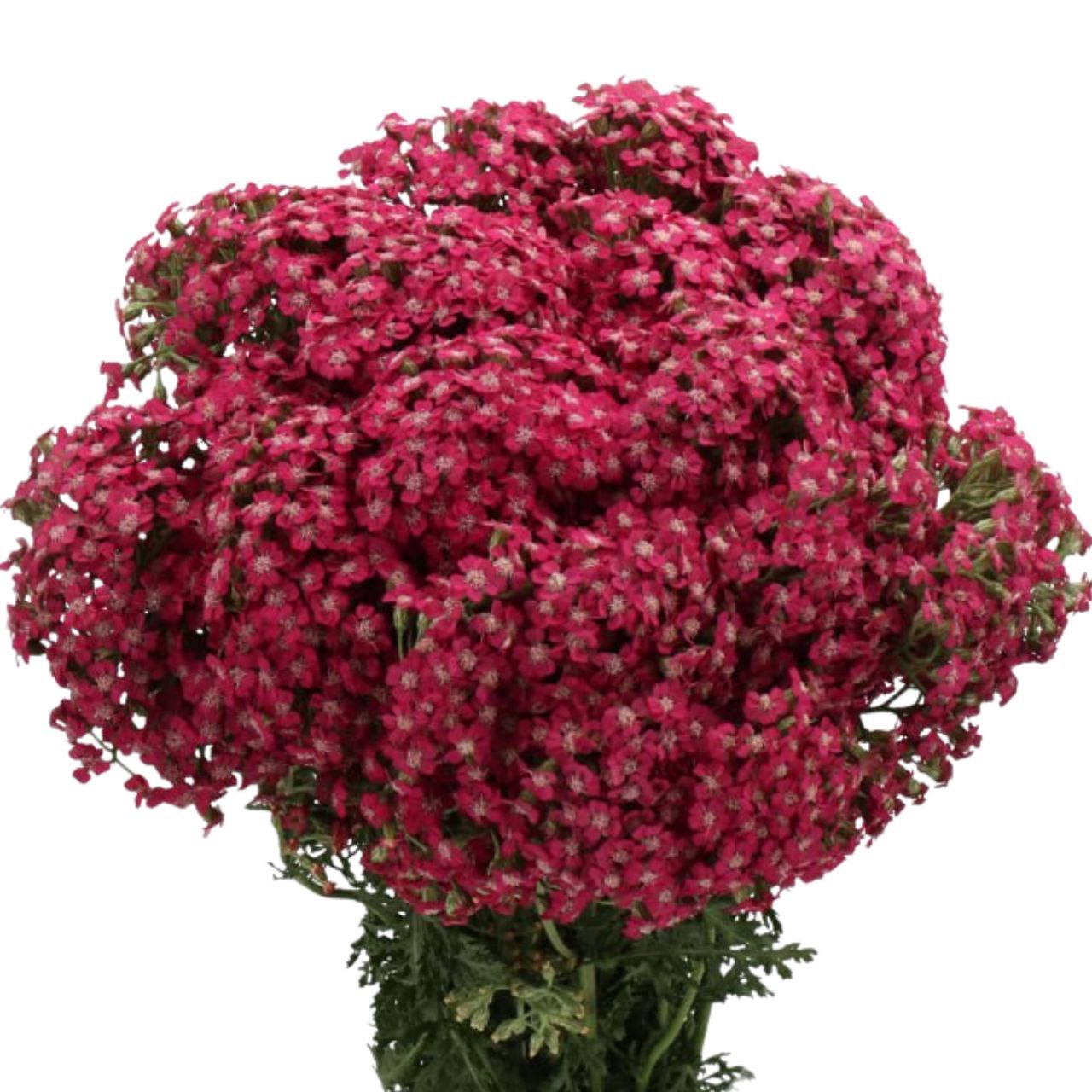 Ахилея неонглоу фуксия в Москве