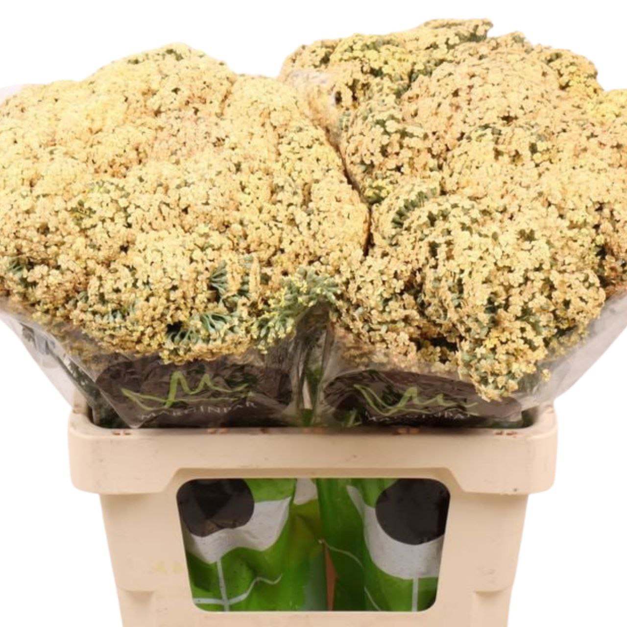 Ахилея неонглоу саффрон в Москве