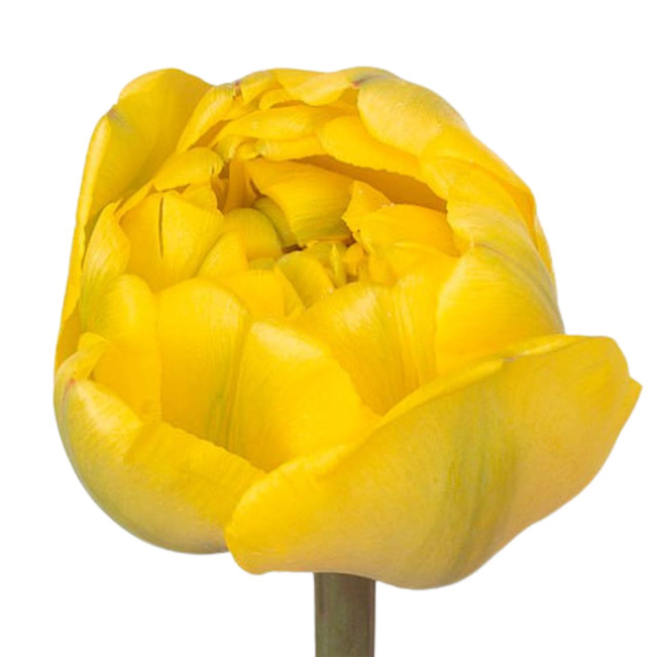 Тюльпан махровый дабл еллоу