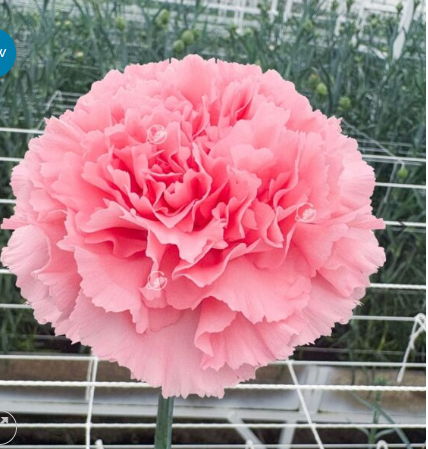 Гвоздика эйприл