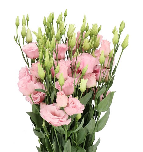 Лизиантус махровый лизанн софт пинк