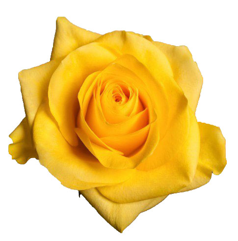 Роза однг санни глоу в Москве