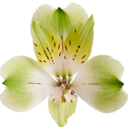 Альстромерия перфекшн вандер в Москве