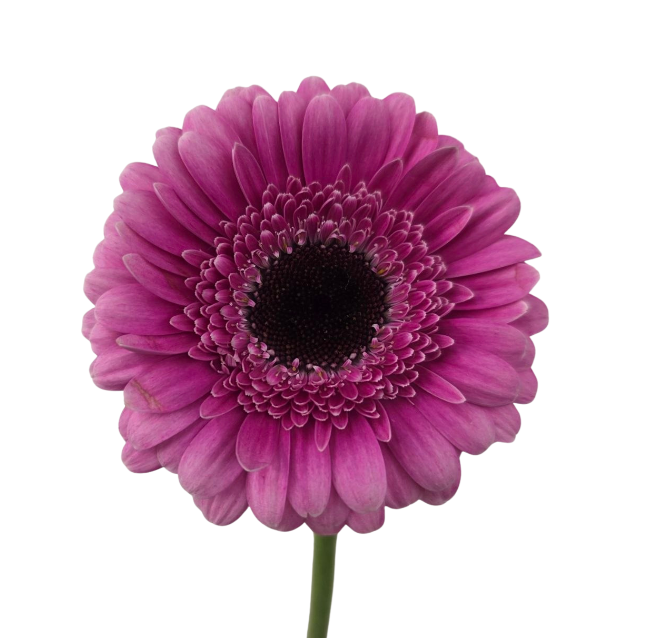 Гербера мини биколор в Москве