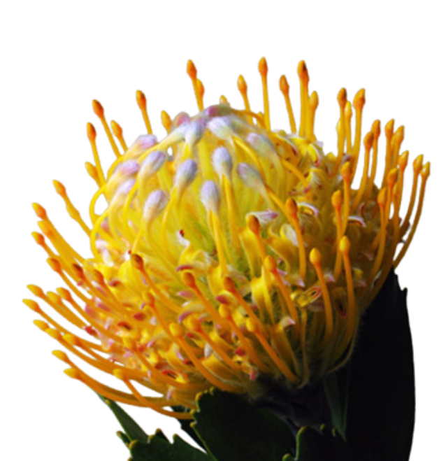 Нутан джоти