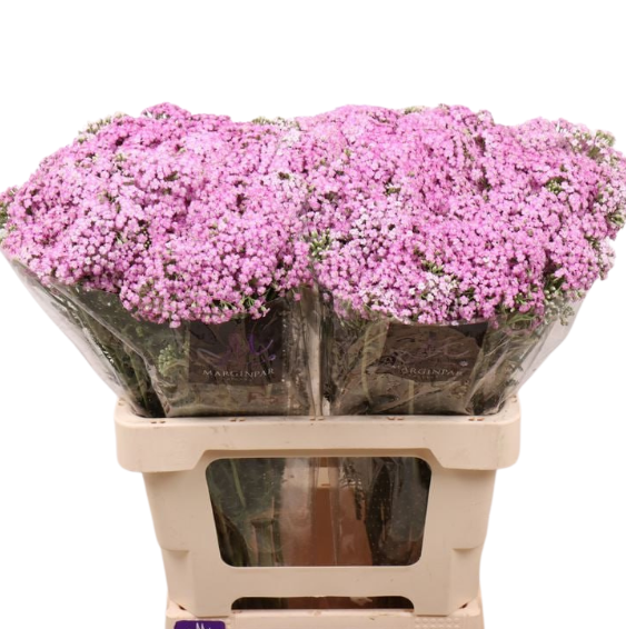 Ахилея анна в Москве