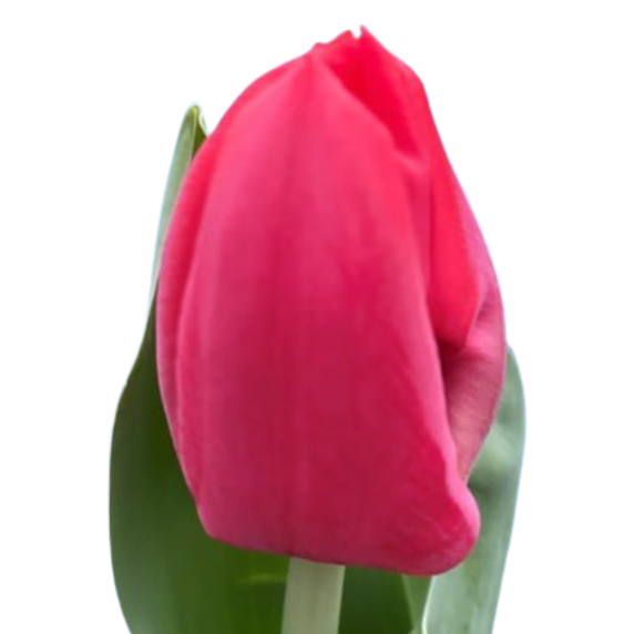 Тюльпан эн торнадо