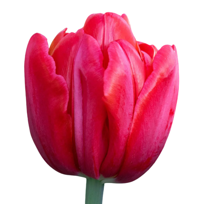 Тюльпан махровый ред фокстрот