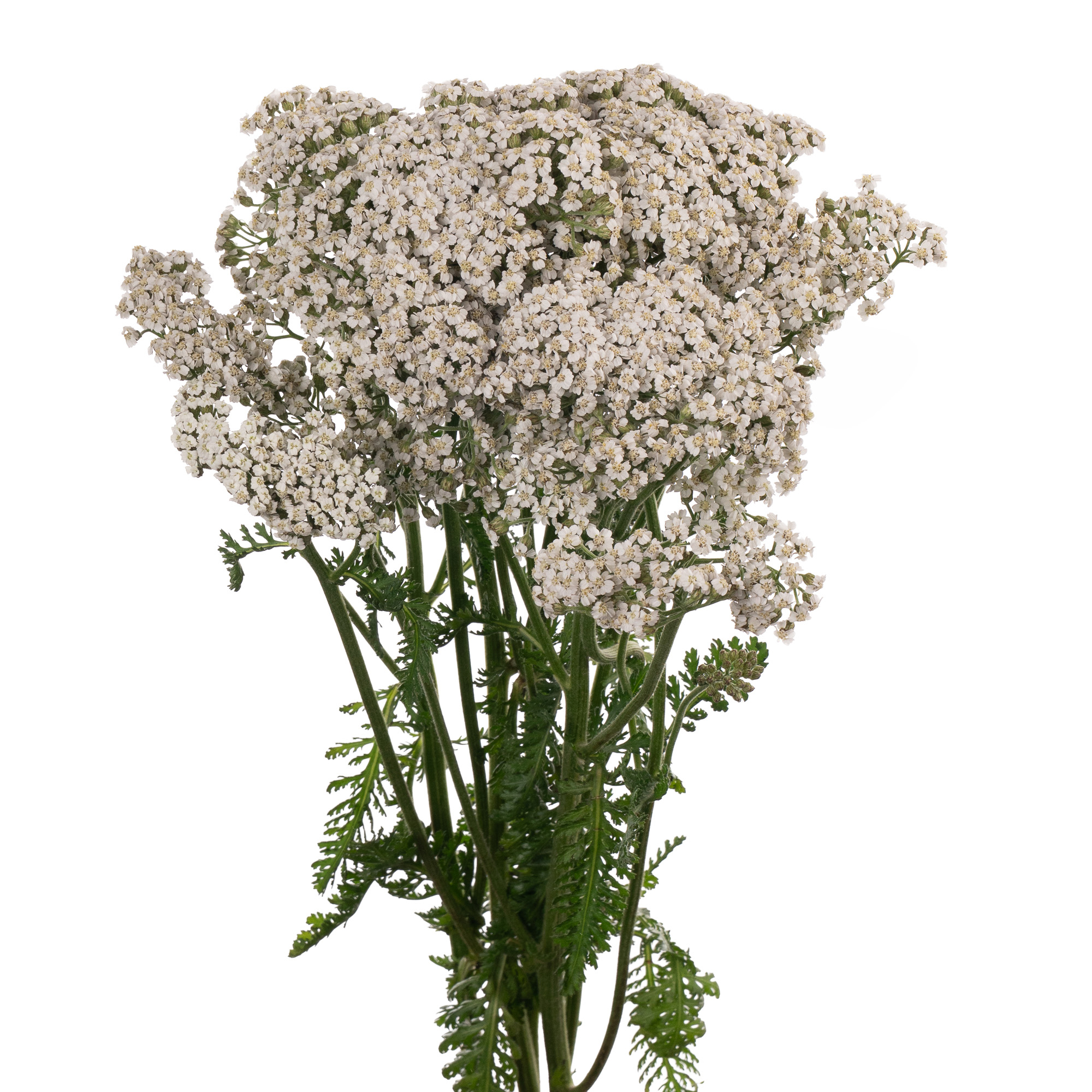 Achillea neonglow moon