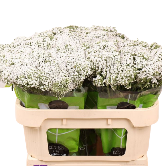 Ахилея неонглоу мун в Москве