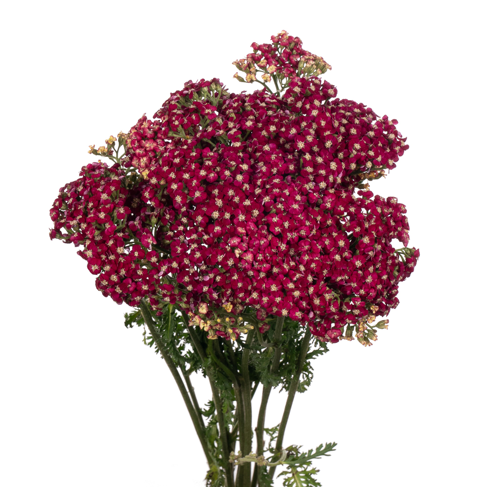 Ахилея неонглоу эмбер в Москве