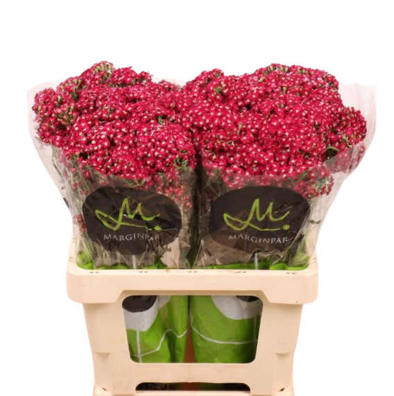 Ахилея неонглоу эмбер в Москве