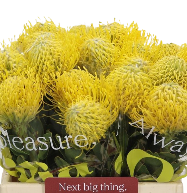 Нутан айоба саффрон