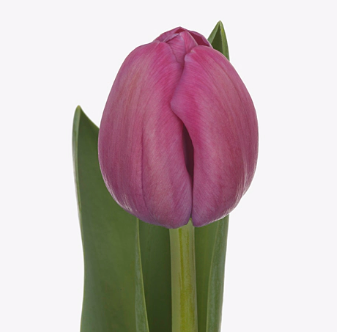 Тюльпан махровый пинк пауэр в Москве