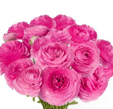 Ранункулус романс этрета