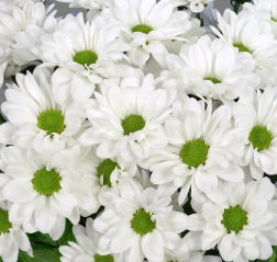 Хризантема куст реск вайт